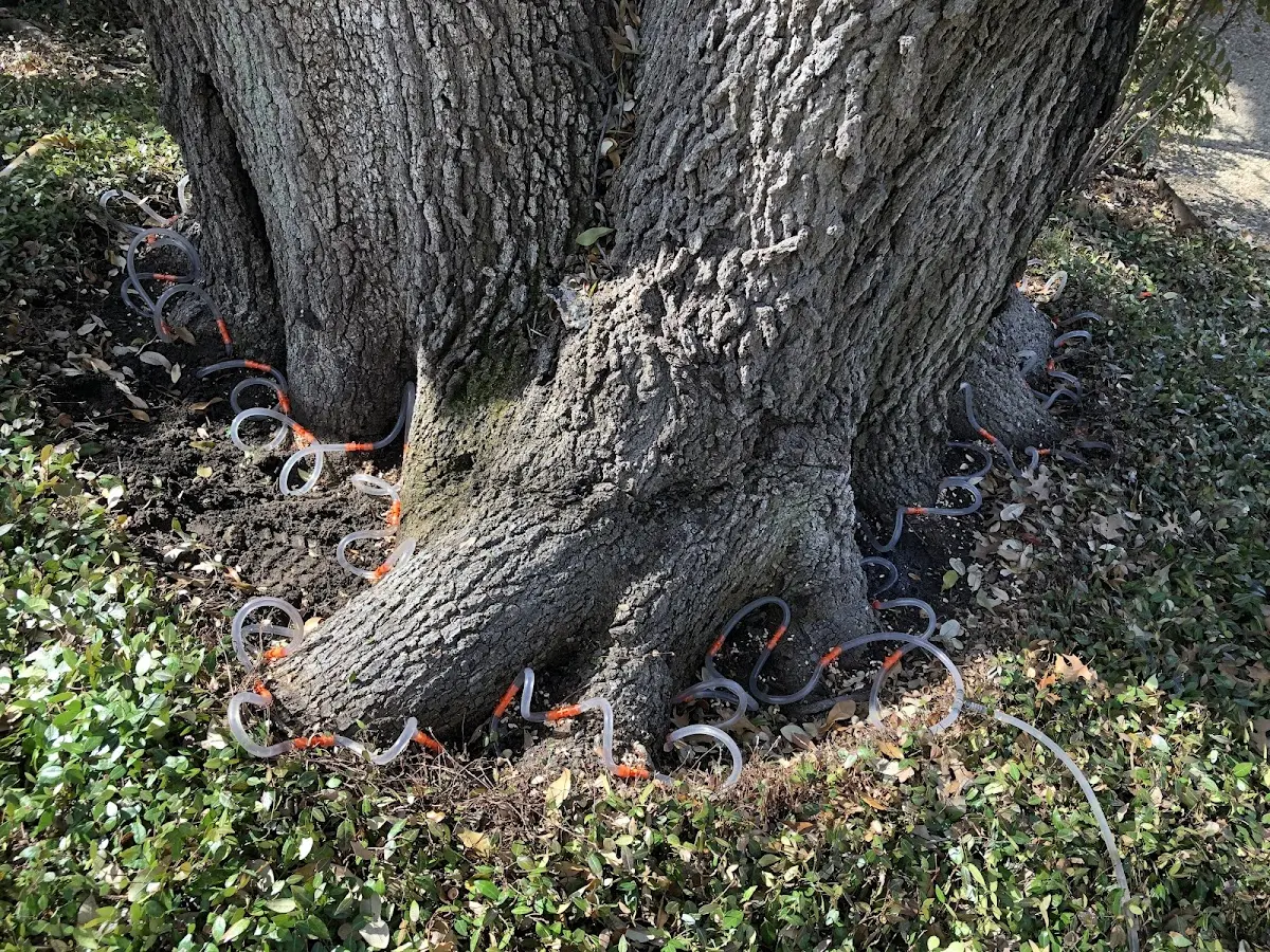 Detailed Tree Cabling and Bracing job site in Leasburg