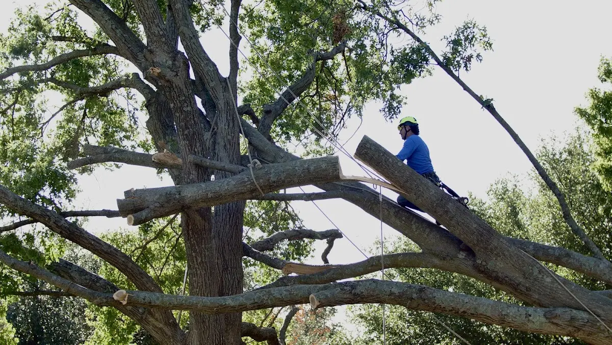 Professional Crown Thinning performed by certified arborists in Leasburg