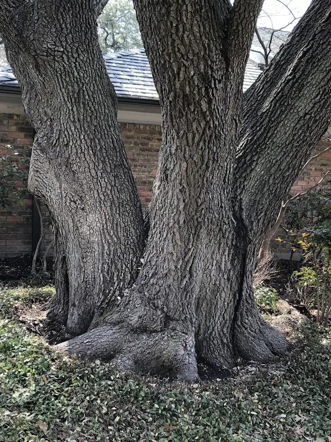 Mature heritage tree close to a Leasburg property cared for by certified arborists