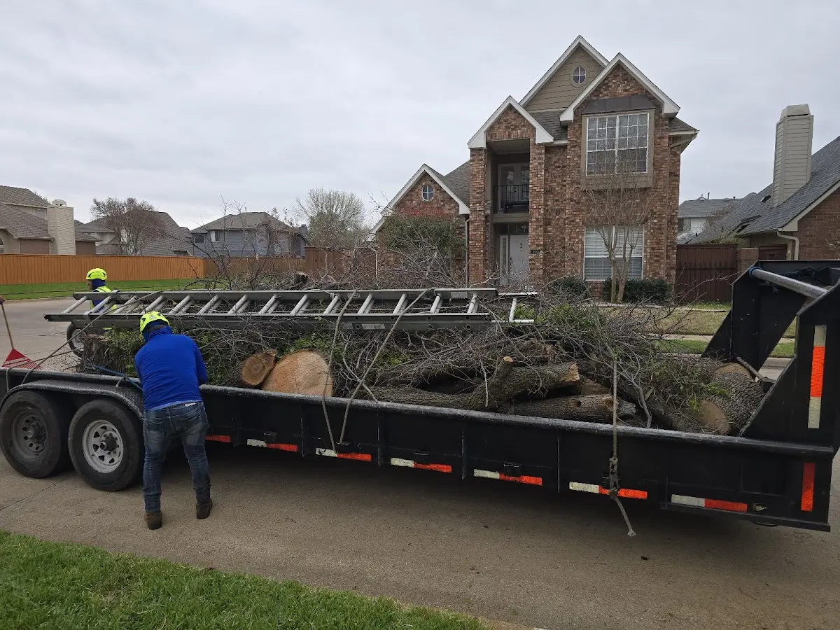 Expert Tree Removal with proper safety equipment in Leasburg